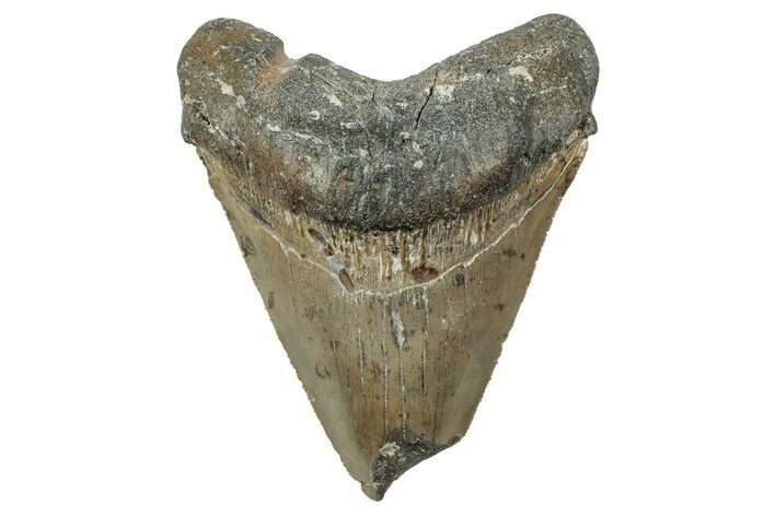 Bargain, Fossil Megalodon Tooth - Serrated Blade #342218